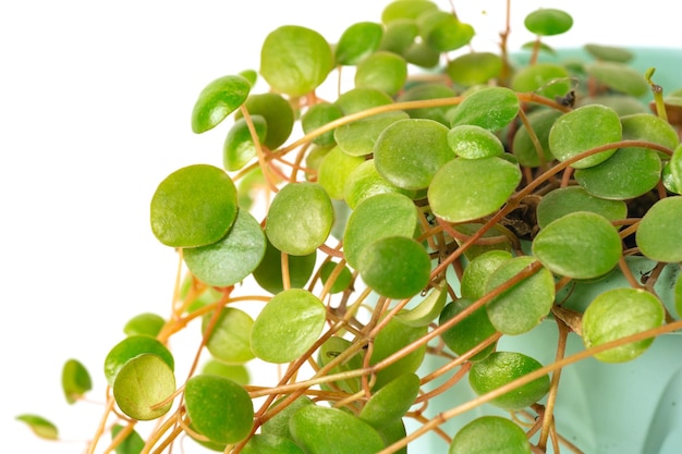 Green plant Peperomia Pepperspot on white background closeup Home plant concept