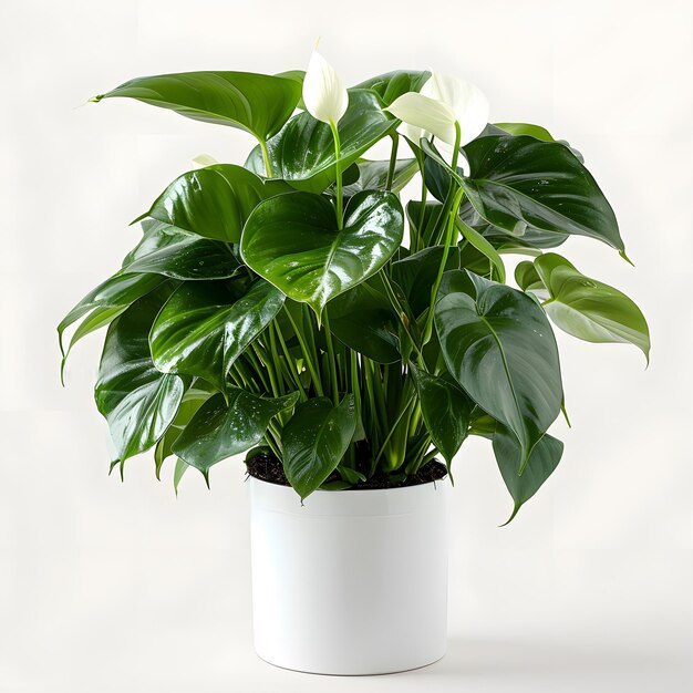 Green plant pot isolated on white background