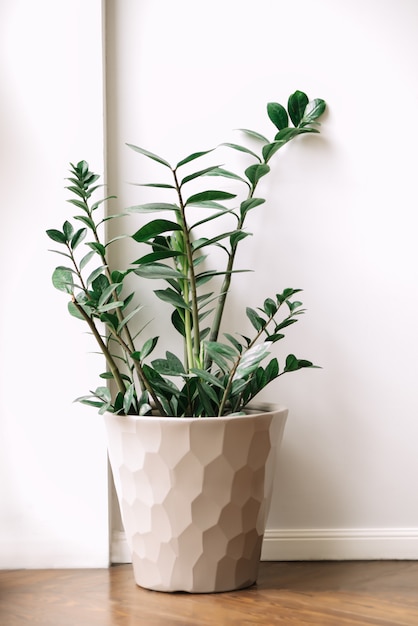 Green plant on the pot near the wall