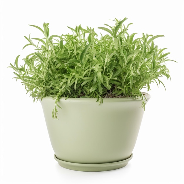 A green plant in a pot that says " the word " on it "