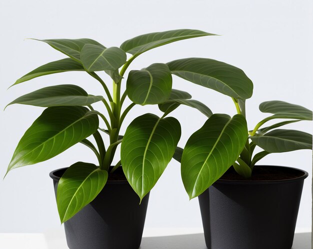 Green plant in a pot on a white background