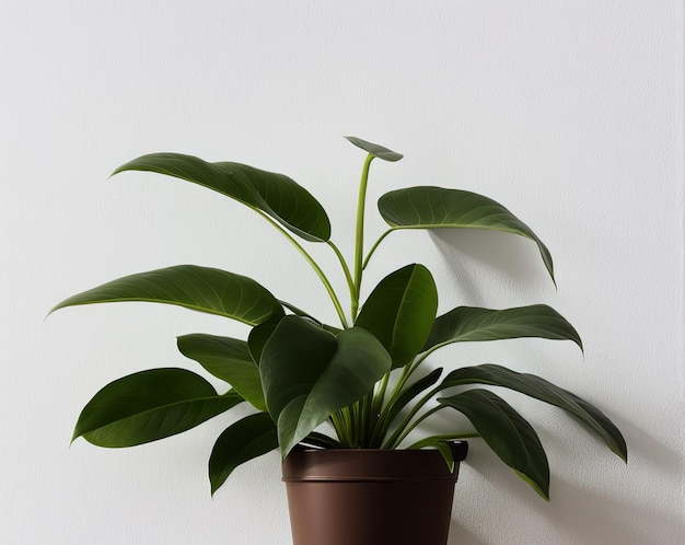 白い背景の上の鍋に緑の植物