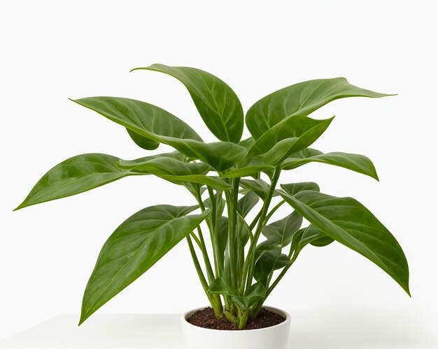 Photo green plant in pot on white background