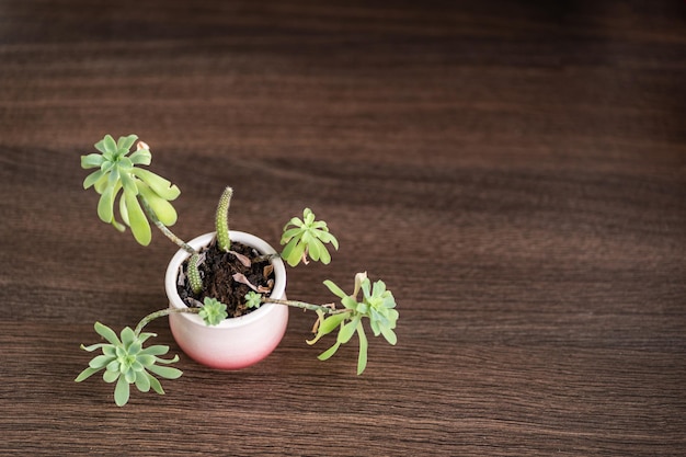 木製のテーブルの上の鍋に緑の植物