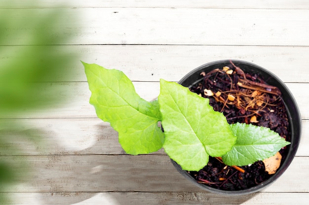 The green plant in a pot on a wooden table.