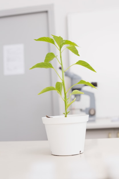 Green plant in a pot 