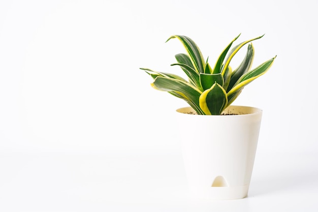 Green plant Sansevieria Hahnii Gold on white background Texture of flower leaves Tropical plants