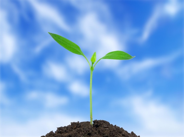 Green plant on sky background