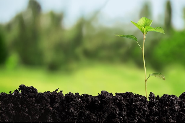 Green plant in soil on blurred background