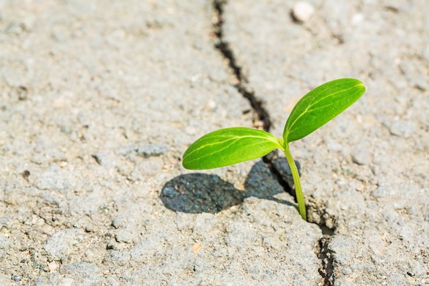 Green plant in soil, close-up view