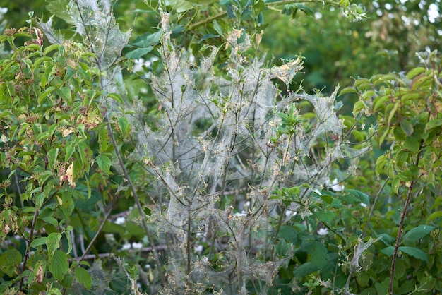 Foto pianta verde nella ragnatela