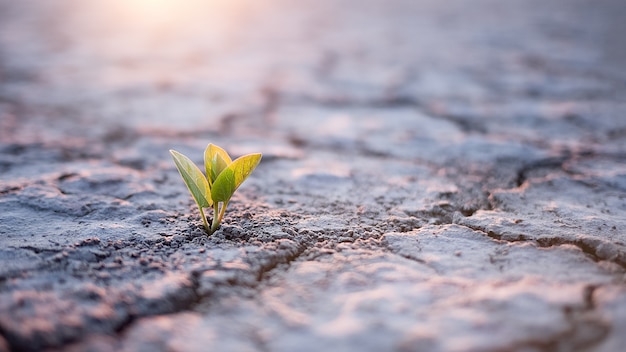 Green plant sprout in desert