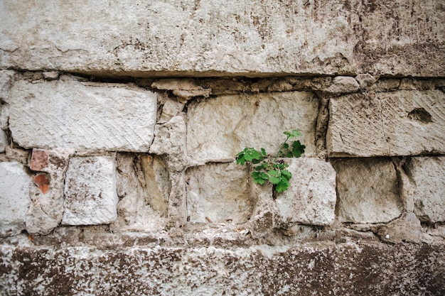 A green plant sprout is knocked out of a brickwork, life concept, texture.