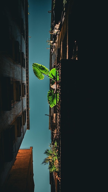 Photo green plant in the street