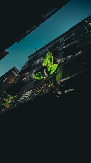 Green plant on the street