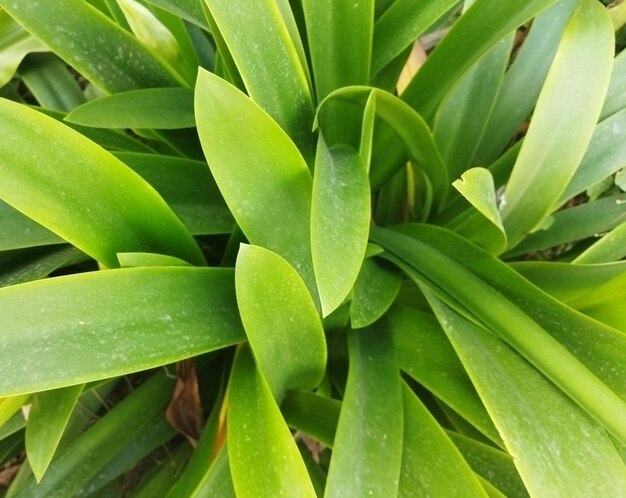 Photo green plant sunflower