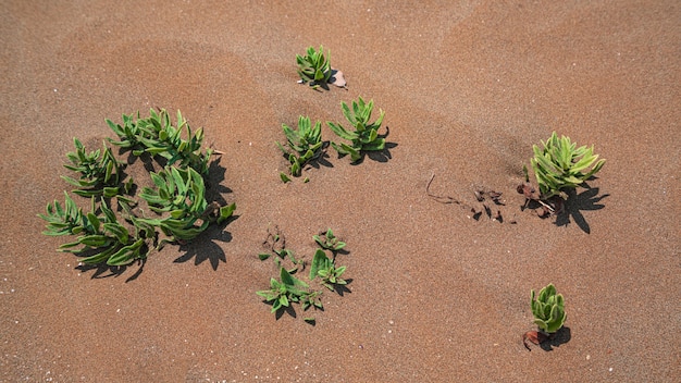 Green plant surviving in the desert sand