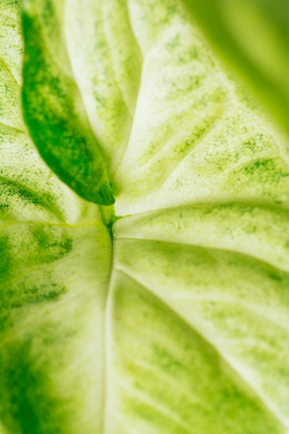 Фото Зеленое растение сингониум крупным планом концепция домашнего растения текстура цветочных листьев тропические растения