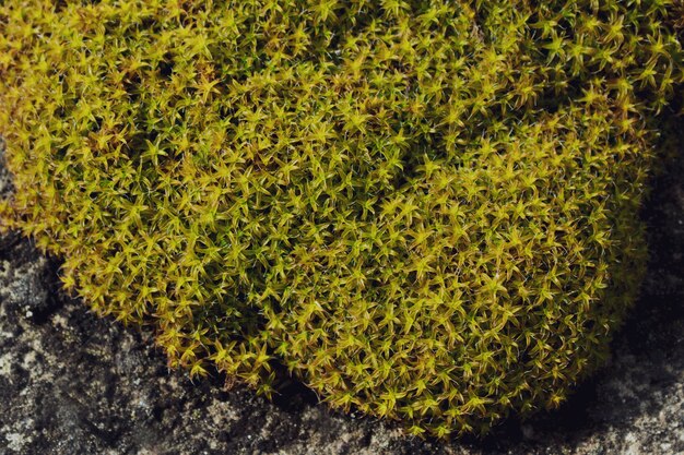 Trama di pianta verde muschio sulla pietra. sfagno