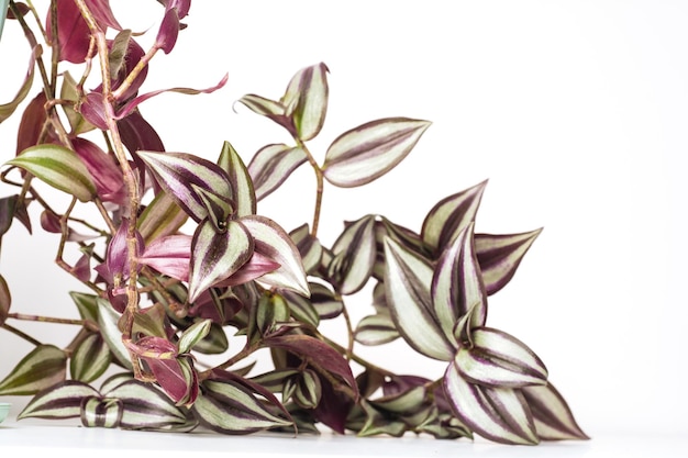 흰색 배경에 녹색 식물 Tradescantia Zebrina 질감 꽃 잎 열 대 식물