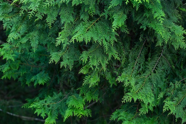 Green plant tree