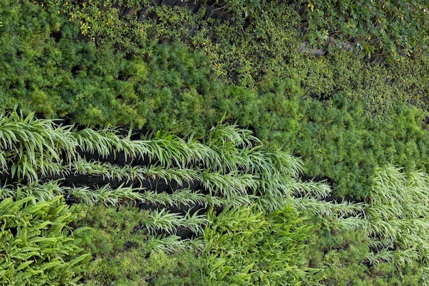 建物の外側の緑の植物壁 緑の建物のコンセプト