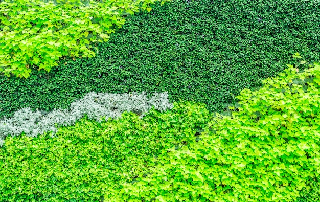 Green plant wall