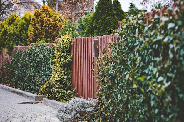 A green plant weaves over a brown wooden fence.