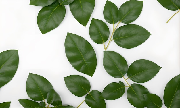 Green Plant On White Background