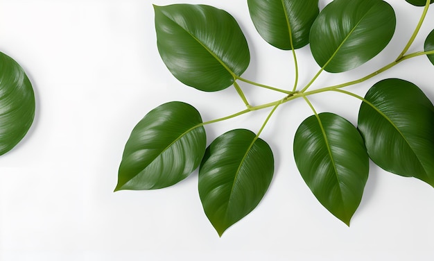 Green Plant On White Background