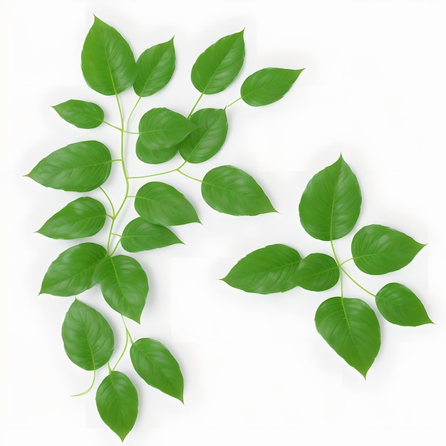 Green Plant On White Background