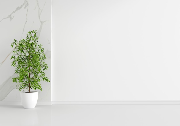 Green plant in white living room interior with copy space