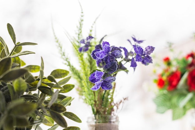 Green plant on the windowsill