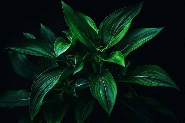 A green plant with a black background