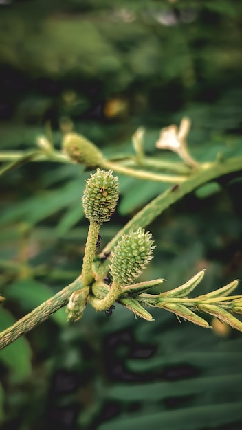 その言葉が書かれたつぼみのある緑の植物