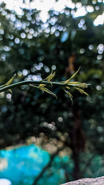 A green plant with a few small leaves