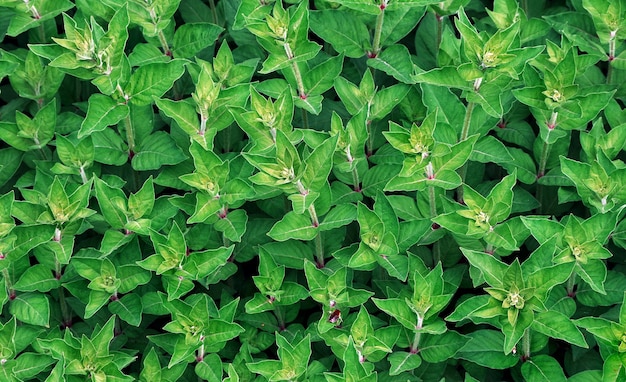 A green plant with a green background