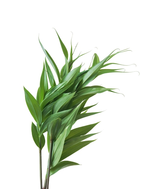 잎이 흰색 배경에 고립 된 녹색 식물
