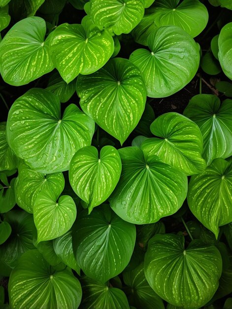 緑の葉がたくさんある緑の植物