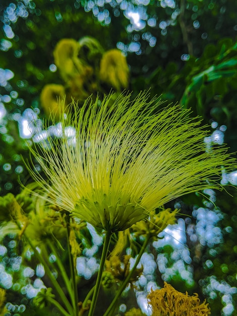 A green plant with a lot of white flowers