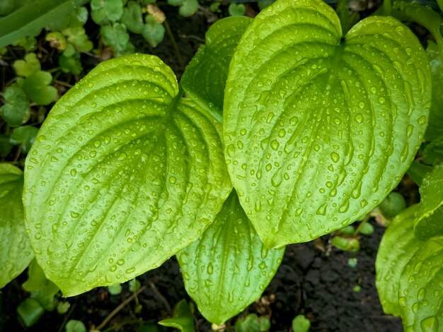 Foto una pianta verde con tante piccole foglie e la parola gombo su di essa