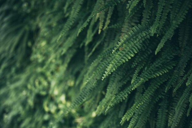 Pianta verde con foglie naturali, alberi e sfondo ambientale in eco concept