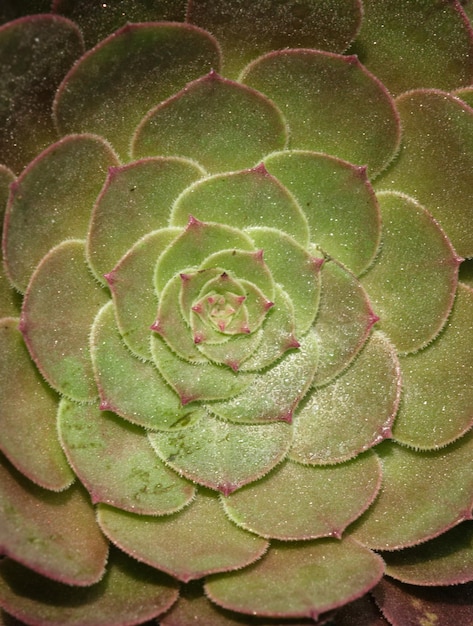 A green plant with a pink center