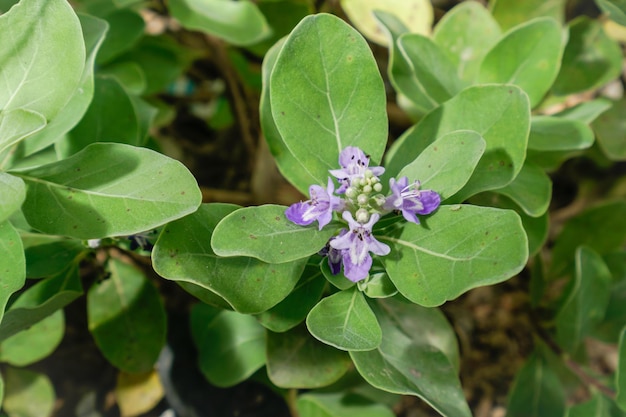 A green plant with purple flowers and green leaves