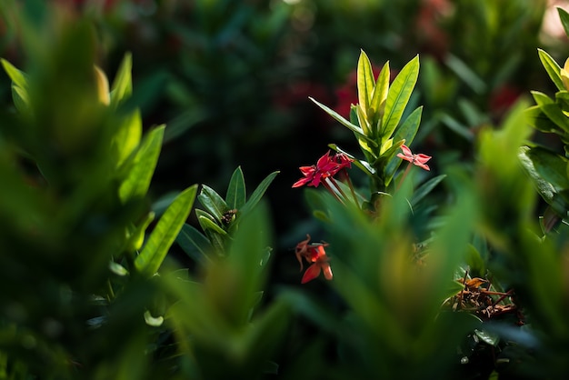 Foto pianta verde con luce soffusa