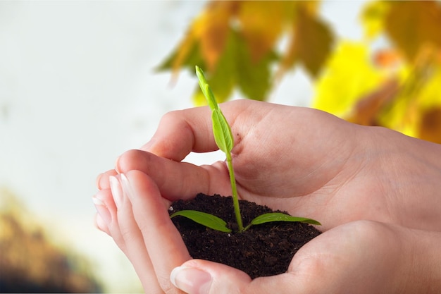 Green plant with soil in human hands, close-up view