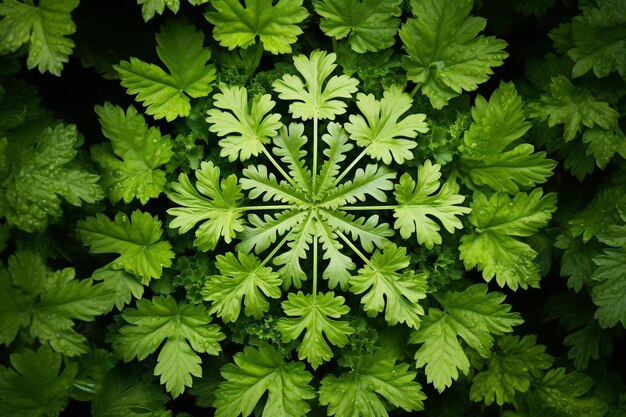 Foto una pianta verde con un rametto di prezzemolo.