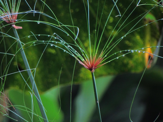 Photo a green plant with water droplets on it