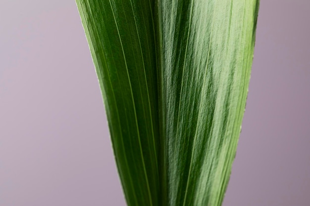 白地と灰色の背景を持つ緑の植物。