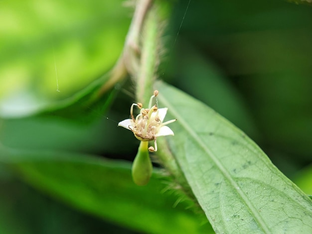 蜘蛛の文字が書かれた白い花を持つ緑の植物。